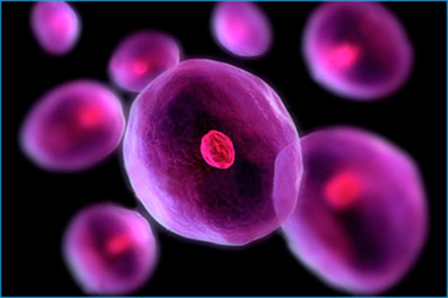 células madre